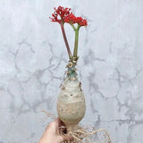 12CM Succulent Cactus Plant Jatropha Podagrica Hook Cactaceae Home Garden Plant Garden Plants