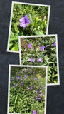 5 Live Bare Rooted Mexican Petunia  Plants (Ruellia Simplex) . Flowering Plants