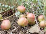 10 GROUND PLUM Flower Cover Ground Plum Milkvetch Astragalus Crassicarpus Seeds Flowering Plants