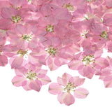 24-Pack Dried Pressed Flowers for Resin, Real Natural Bulk Dry Floral [Pink] Dried Flower