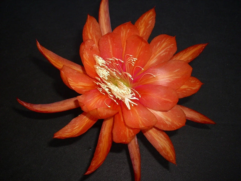 Orange orchid cactus flower with long petals and pale stamens