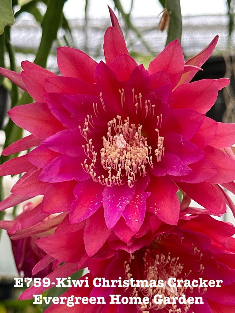 Pink epiphyllum orchid cactus bloom in pot