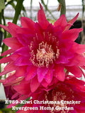 Rooted Epiphyllum Orchid Cactus ÒKiwi Christmas CrackerÕ In 4Ó pot. Orchids