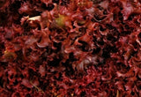 RUBY RED LETTUCE SEEDS 1000+ healthy GARDEN LEAFY greens SALAD FREE SHIPPING Garden Plants