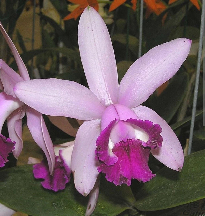Lavender orchid bloom with magenta purple center lip and curved petals