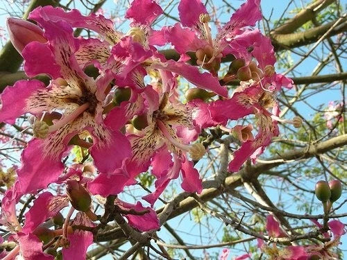 Ceiba Speciosa 10 Seeds, Garden Hardy Pink Chorisia Kapok Silk Floss Tree Garden Plants