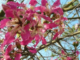 Ceiba Speciosa 10 Seeds, Garden Hardy Pink Chorisia Kapok Silk Floss Tree Garden Plants