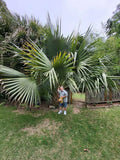 Sabal "carribean mystery" seedlings HUGE parent (rare and hardy!) Green Plant