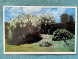 Pampas Grass in Bloom, Jekyll Island, Georgia Vintage Postcard Pampas Grass