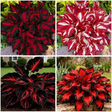 Mixed 300+ Hosta Seeds for Planting, Hostas Seeds Rare Perennial Under Trees & Flowering Plants