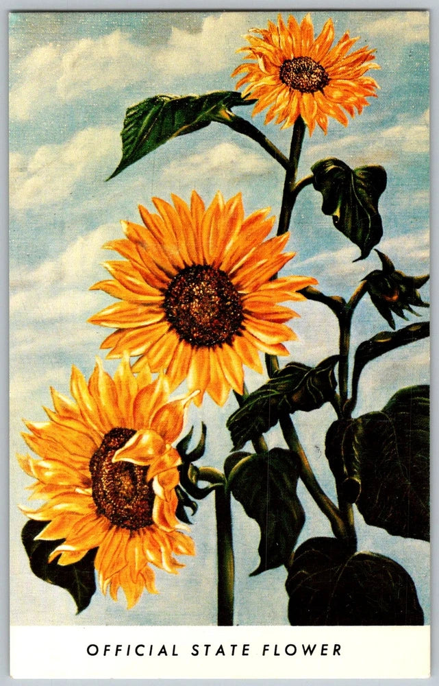 Vtg Postcard Sunflower State Official Flower Topeka, KS 1970s Sunflower