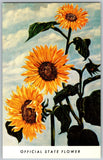 Vtg Postcard Sunflower State Official Flower Topeka, KS 1970s Sunflower