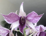 TEN PLANTS! Lot Of 10 Dendrobium Orchids Instant Collection Previously Bloomed ( Orchids