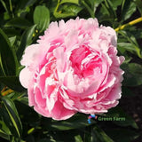 3 Bulbs Paeonia Lactiflora Chinese Herbaceous Common Garden Peony Double Flower Peony