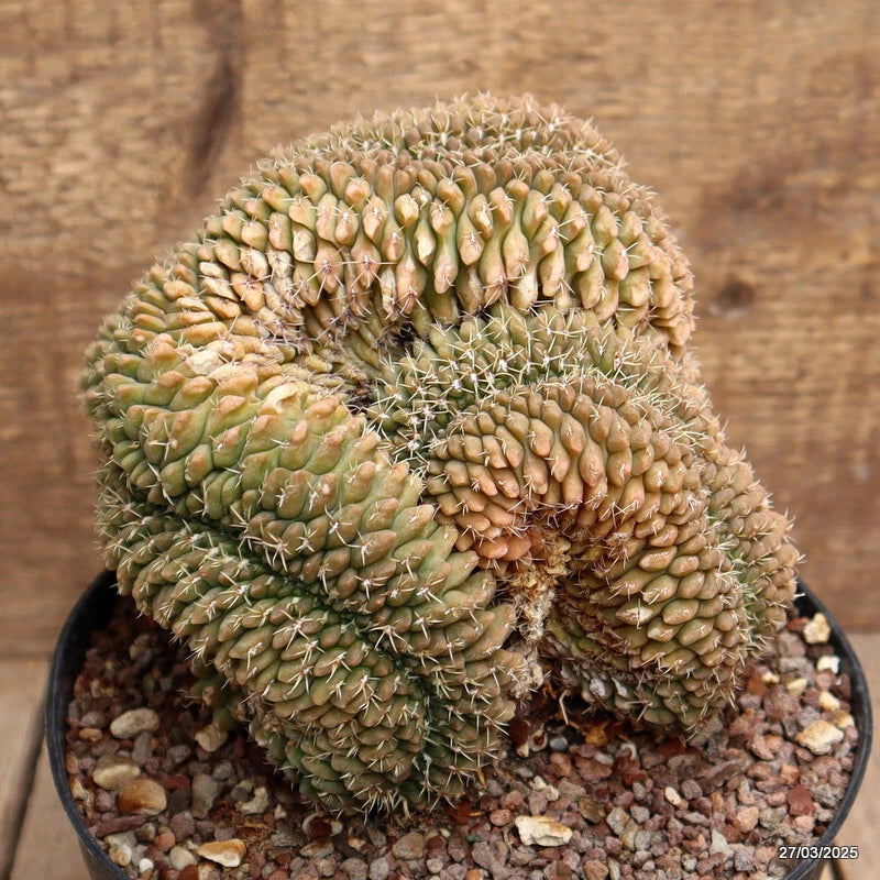 Crested green cactus plant with dense spines in a round pot