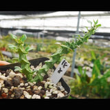 Ceropegia simoneae Succulent plants  Garden DŽcor Boutique random Garden Plants
