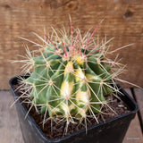 D5023 FERUSONII VARIEGATED pot10-H8-W9 cm MaMa Cactus Green Plant