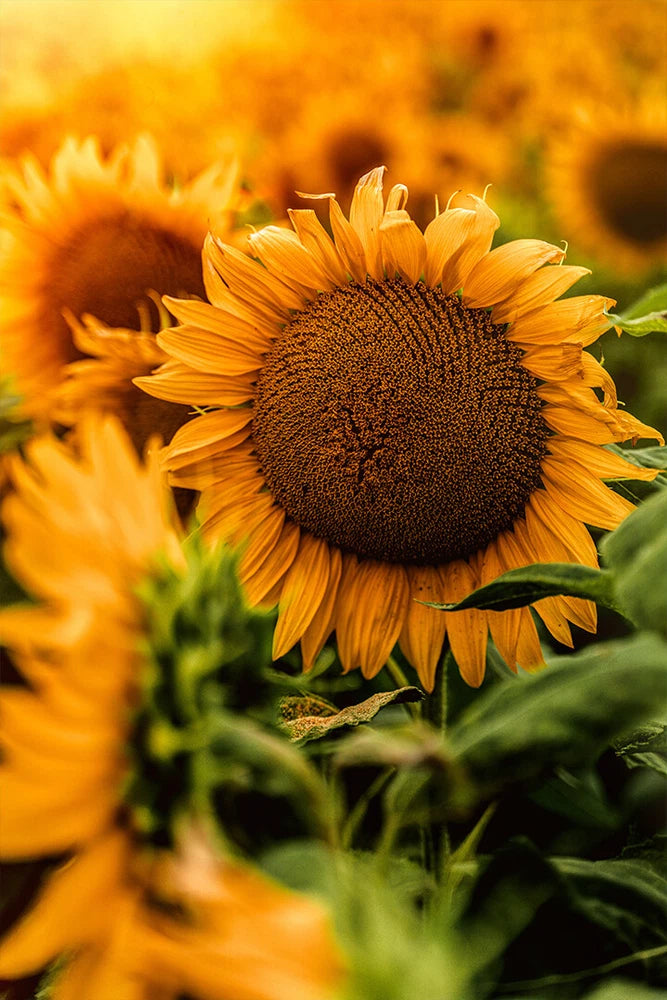 Yellow Sunflower in Close Up Photography Art Wall Decor - POSTER 20x30 Sunflower