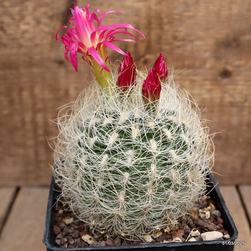 Cactus plant in black pot with pale green needles and pink blossoms