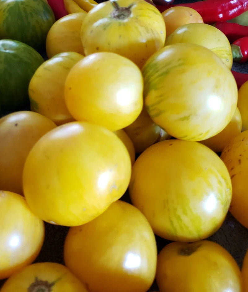 Sweet Splash Electra Dwarf Tomato Seeds 10 Count *Free Shipping* Garden Plants