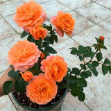20 SEEDS for Orange RARE Rose hybrid tea flower bud Bush exotic plant USA Seller Flowering Plants