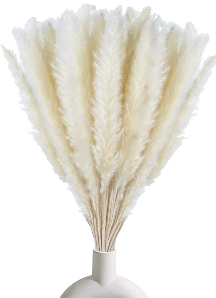 White Pampas Grass 17Ó Dried Natural Pampas Kitchen Decor Garden Photography Pampas Grass