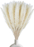 White Pampas Grass 17Ó Dried Natural Pampas Kitchen Decor Garden Photography Pampas Grass