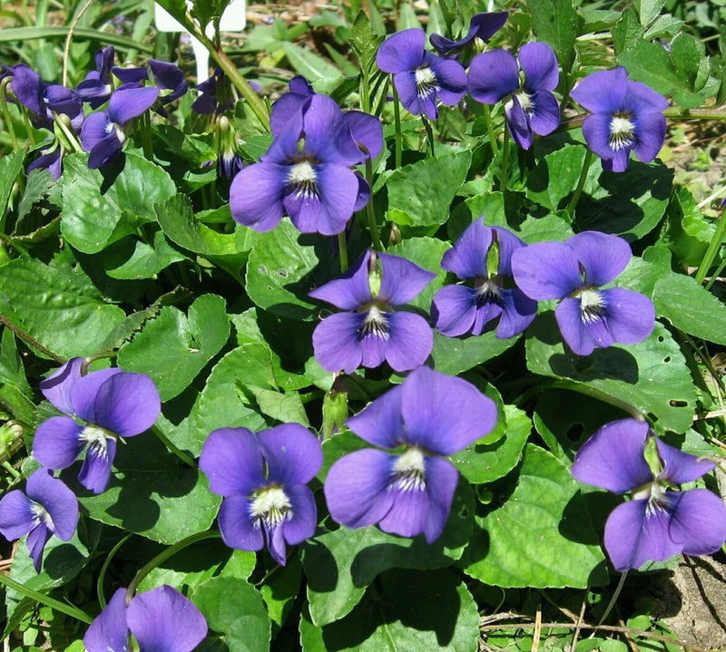 15 Organic Common Blue Violet seeds ~ Viola sororia ~ Native *Free US Shipping* Flowering Plants