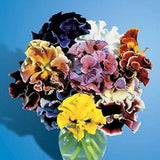 NEW! 35+ PANSY  FLOWER SEEDS / BOLERO FLAMENCO MIX Flowering Plants
