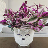 tradescantia nanouk With Cer‡mic Pot Lady Face Orchids
