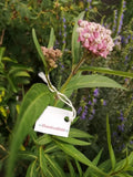 Swamp Milkweed 20 Flower Seeds Asclepias incarnata Native for Monarch Butterfly Garden Plants