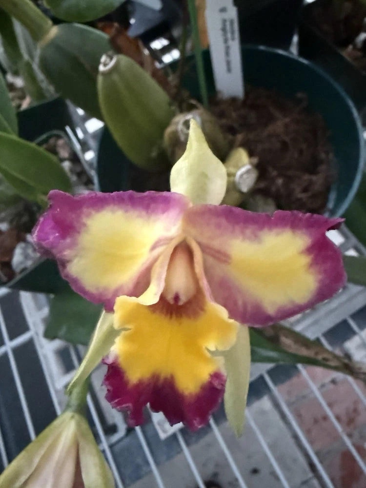 Colorful orchid hybrid flower with yellow center and purple magenta ruffled petals