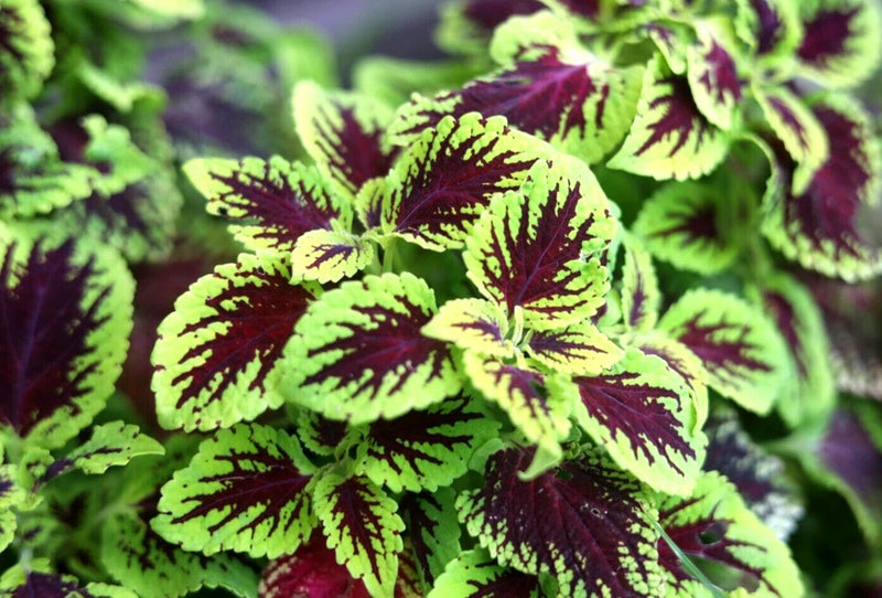 10 Coleus Cuttings very easy to root, partial shade tropical plant. Green Plant