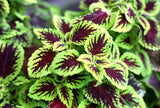 10 Coleus Cuttings very easy to root, partial shade tropical plant. Green Plant