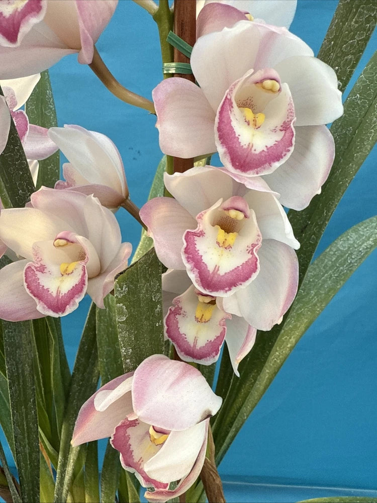 White and pink Cymbidium orchid blooms with yellow centers on green leaves