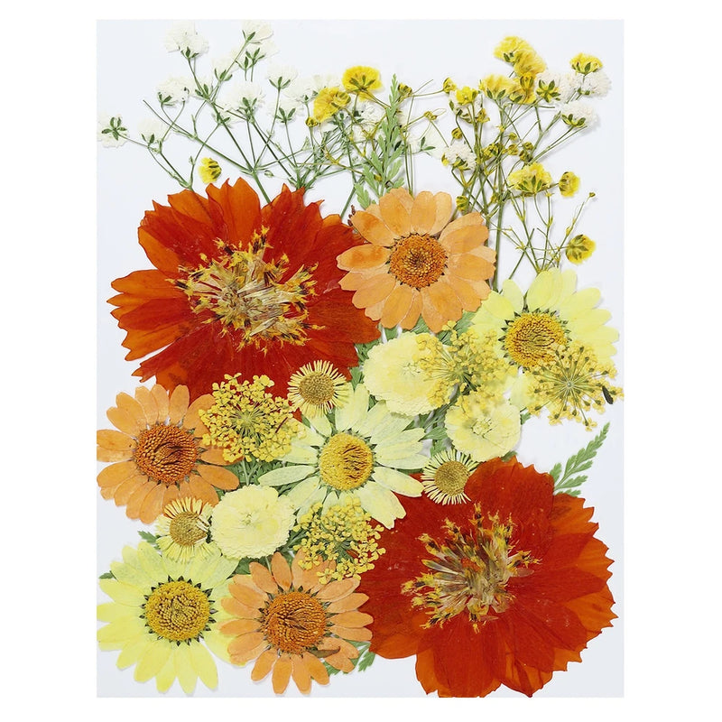 Pressed dried flower set with yellow, orange blooms and green leaves on a flat sheet
