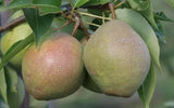 25+ Kieffer Pear Seeds for Garden Planting - USA - FREE SHIPPING! Garden Plants