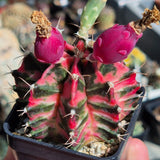 Gymnocalycium mihanovichii ÔPink & BlackÕ    20seeds  harvest 2025 Roses