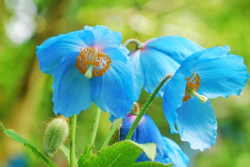 10 BLUE HIMALAYAN POPPY Tibetan Meconopsis Betonicifolia Flower Seeds Flowering Plants