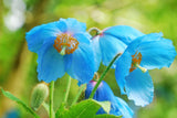 10 BLUE HIMALAYAN POPPY Tibetan Meconopsis Betonicifolia Flower Seeds Flowering Plants