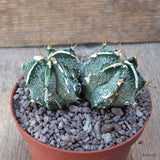 D6690 ASTROPHYTUM ORNATUM X HANNYA pot10-H5-W9 cm MaMa Cactus Green Plant