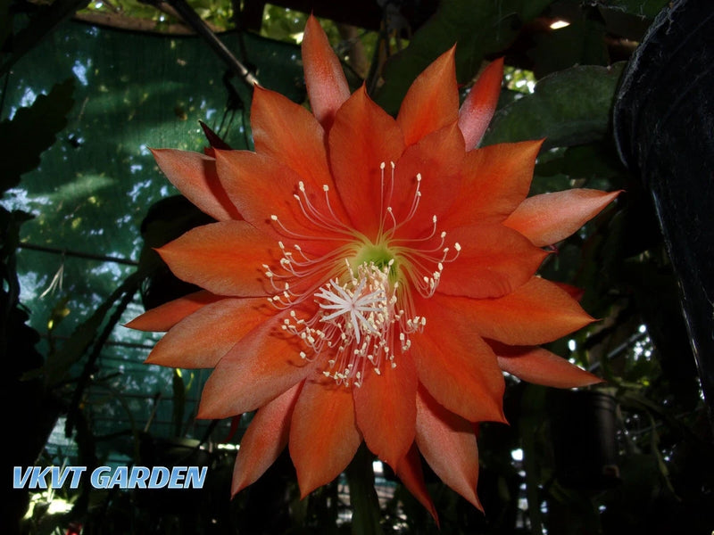 Orange epiphyllum cutting orchid flower with layered petals and yellow stamens