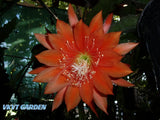 Epiphyllum " ORANGE ICING " Cutting Orchids