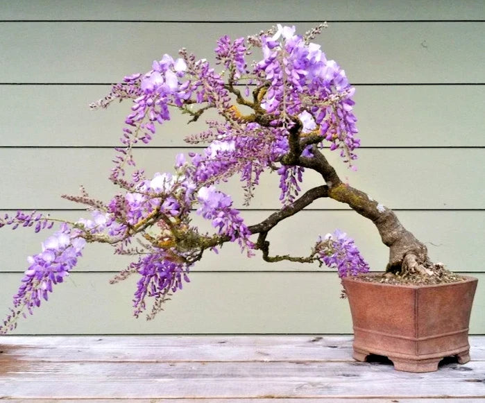 BLUE JACARANDA rare flowering trumpet tree flamboyan seed 10 seeds Orchids