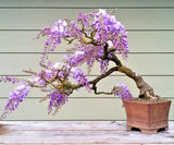 BLUE JACARANDA rare flowering trumpet tree flamboyan seed 10 seeds Orchids