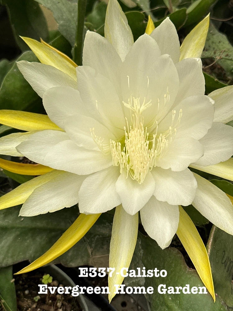 White Epiphyllum orchid cactus flower with green cactus pads