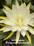 Rooted Epiphyllum Orchid Cactus ÒCalistoÓ Growing In 4Ó Starter Pot. Orchids