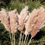 Dried Pampas Grass Pampas Grass