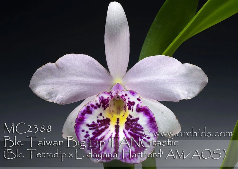 White orchid with purple-spotted center and yellow throat