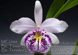 White orchid with purple-spotted center and yellow throat